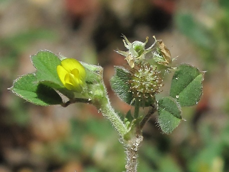 Medicago minima